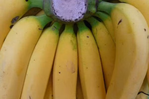 Bên cạnh đó, để có nải chuối ngon, người mua cũng cần phân biệt chuối ta với chuối Trung Quốc.