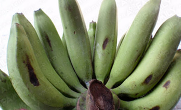 Cố gắng tránh nải chuối có dấu hiệu xanh xỉn. Kinh nghiệm cho thấy, loại chuối này được thu hoạch từ lâu. Để tránh chuối chín, hỏng bán không được giá ngày tết, thương lái sẽ đưa chúng vào phòng lạnh. Mua phải những nải chuối này, chúng khó có thể chín, mang hương vị như bình thường được.