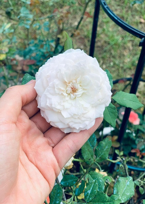 1 năm ngày mất Mai Phương, Ốc Thanh Vân đăng tải hình ảnh bên hoa hồng. Cô nghẹn ngào: "Theo ngày dương, hôm nay tròn 1 năm xa em. Nỗi nhớ em, chị xin gói lại, và cất đi. Em à. Cánh hồng phai".