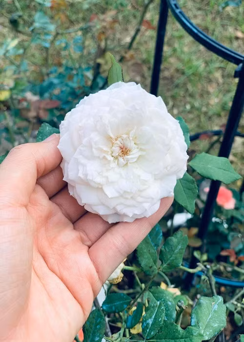 1 năm ngày mất Mai Phương, Ốc Thanh Vân đăng tải hình ảnh bên hoa hồng. Cô nghẹn ngào: "Theo ngày dương, hôm nay tròn 1 năm xa em. Nỗi nhớ em, chị xin gói lại, và cất đi. Em à. Cánh hồng phai".