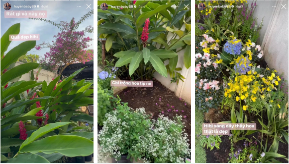 Huyền Baby khoe được chồng chuẩn bị cho nhiều cây, hoa trong vườn nhà.