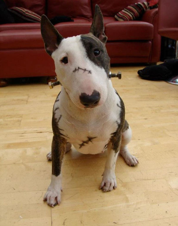 Quái vật Frankenstein phiên bản chó cưng nay đã xuất hiện.