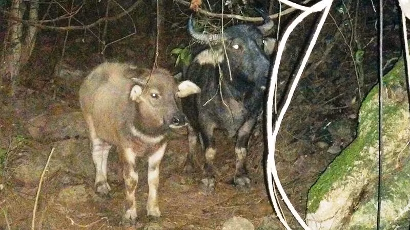 Quá trình rà soát, Phòng Cảnh sát hình sự Công an tỉnh Lào Cai và Công an huyện Si Ma Cai đã dựng lên đối tượng nghi vấn là Giàng A Vử (SN 1969), hàng xóm của nạn nhân. Giàng A Vử là thành phần “bất hảo” ở địa phương. Trước đó, đối tượng sống ở xã Tả Thàng, huyện Mường Khương (Lào Cai) nhưng thường xuyên gây ra các vụ trộm cắp vặt, trong đó có trộm cắp trâu, bị người dân trong xã phát hiện. (Ảnh minh họa, nguồn internet) 