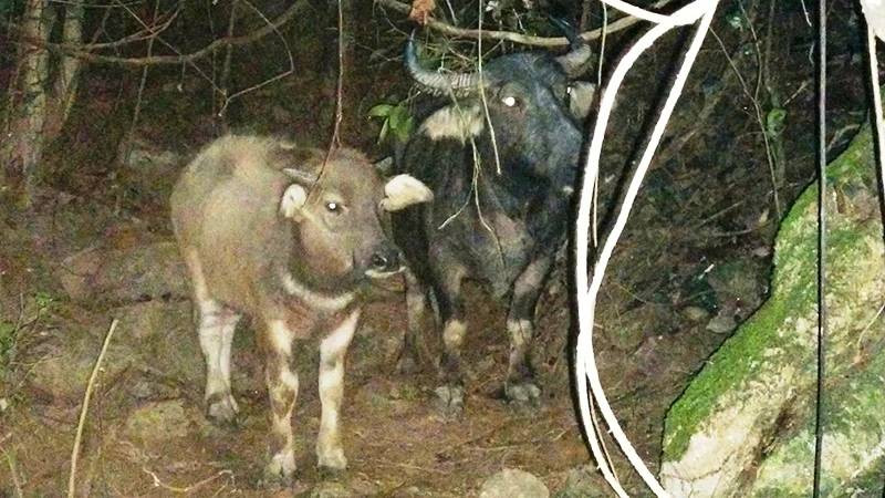 Quá trình rà soát, Phòng Cảnh sát hình sự Công an tỉnh Lào Cai và Công an huyện Si Ma Cai đã dựng lên đối tượng nghi vấn là Giàng A Vử (SN 1969), hàng xóm của nạn nhân. Giàng A Vử là thành phần “bất hảo” ở địa phương. Trước đó, đối tượng sống ở xã Tả Thàng, huyện Mường Khương (Lào Cai) nhưng thường xuyên gây ra các vụ trộm cắp vặt, trong đó có trộm cắp trâu, bị người dân trong xã phát hiện. (Ảnh minh họa, nguồn internet) 