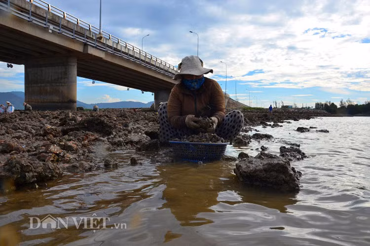 Đồ nghề đục hàu gồm có búa nhỏ hoặc dao. Để tìm ra được con hàu, họ phải lặn lội qua các tảng đá lớn, nhỏ… cho đến khi phát hiện, rồi dùng búa, dao nhọn đục, bới hàu lên