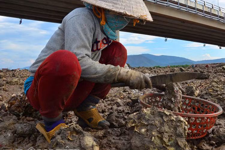 Bà Nguyễn Thị Nga (46 tuổi) cho biết: “Nghề đục hàu cần phải kiên nhẫn, chịu khó. Chúng tôi bị hàu làm đứt tay, chân... như ăn cơm bữa, có khi vết thương bị nhiễm trùng nhưng vẫn bám với nghề đục hàu”.