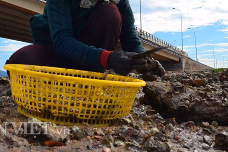 Đặc biệt, nghề đục hàu phụ thuộc rất nhiều vào con nước. Khi nước rút xuống, cũng là lúc công việc này bắt đầu.