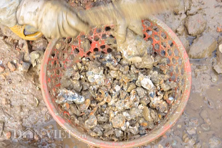 Thời gian qua, thủy sản dần cạn kiệt do đánh bắt bằng tàu giã cào, xung điện… nhiều người dân làng chài đánh bắt bằng nghề truyền thống đành bỏ ghe, lưới vác búa đi đục hàu.