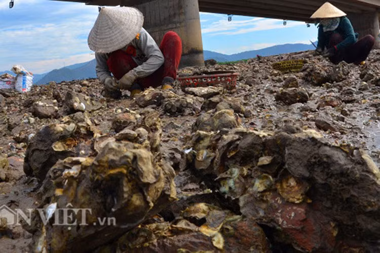 Mỗi chuyến đi đục hàu, kéo dài khoảng 3 - 4 giờ, mỗi người có thể thu được khoảng 2-3 kg ruột hàu. Ruột hàu có giá khoảng 50.000 đồng- 80.000 đồng/kg (tùy theo kích cỡ) nên một người có thể kiếm được khoảng 200.000 đồng.