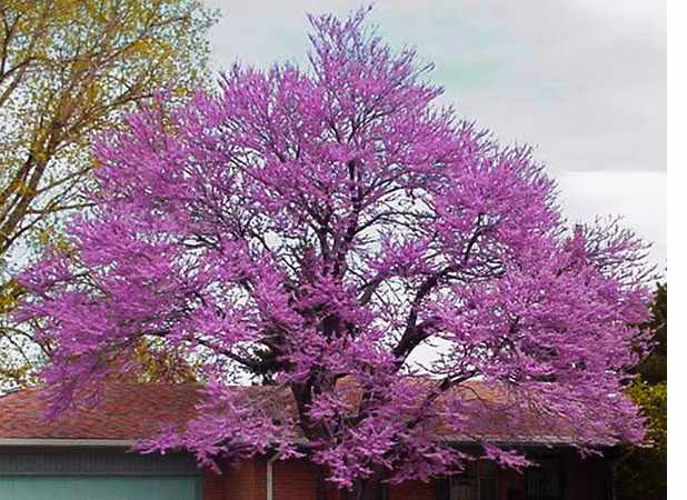 Điều đặc biệt của loại cây này là cả hoa và quả của cây đều ăn được và được dùng trong nhiều món ăn với vị ngot nhẹ nhàng mà lại đượm một chút vị thanh chua.