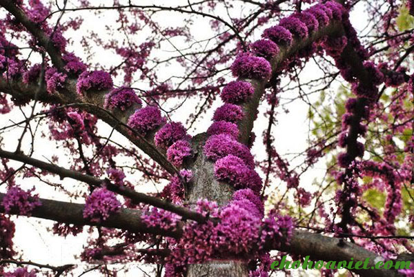 Cây hạnh phúc ưa ẩm nên tưới nước cho cây hoa thường xuyên. Tùy theo điều kiện thời tiết trong ngày hoặc trong mùa mà tưới nước cho cây sao cho phù hợp.