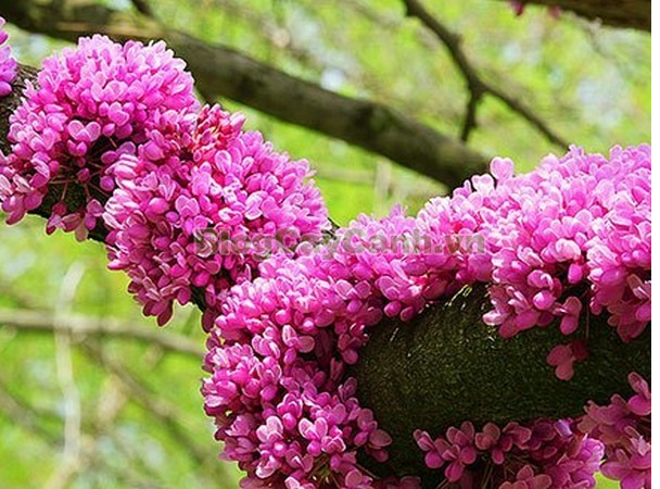 Thoạt nhìn, hoa giống như màu hoa ti gôn, từng chùm bám vào thân cây giống như hoa khế.