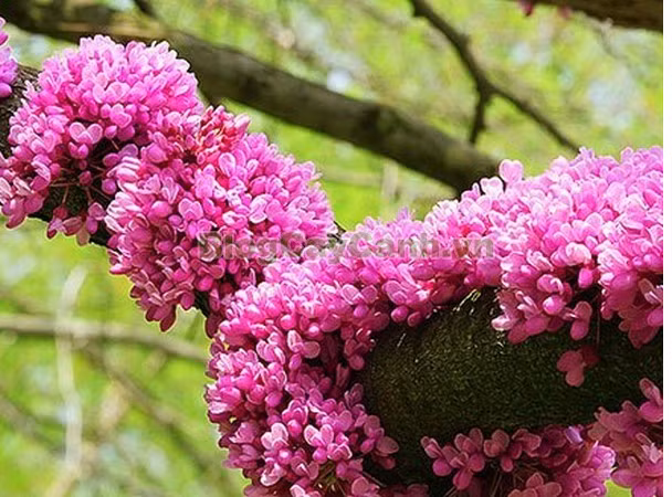 Thoạt nhìn, hoa giống như màu hoa ti gôn, từng chùm bám vào thân cây giống như hoa khế.