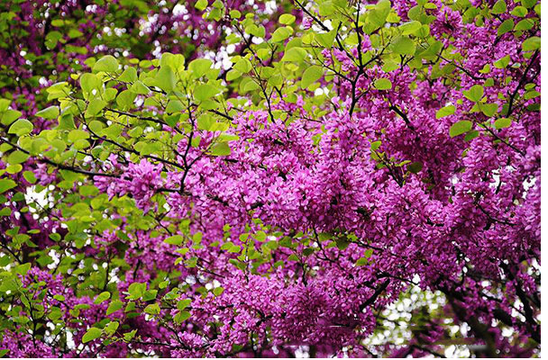 Cây hạnh phúc chỉ ra hoa vào mùa xuân, nhưng ở Việt Nam, nó có thể rải rác quanh năm.