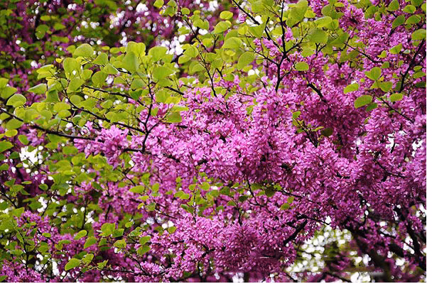 Cây hạnh phúc chỉ ra hoa vào mùa xuân, nhưng ở Việt Nam, nó có thể rải rác quanh năm.