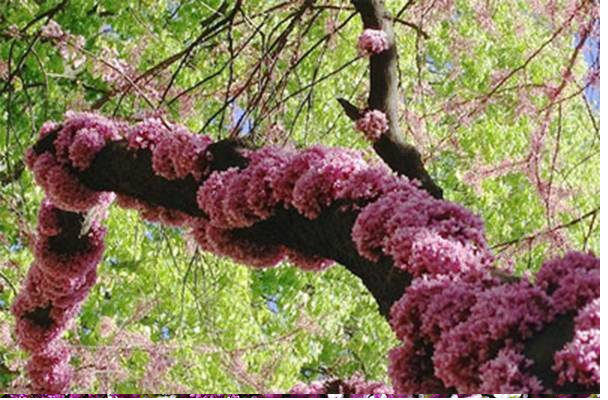 Hoa hạnh phúc ken dày, mọc chíu chít từ gốc đến ngọn với màu tím hồng.