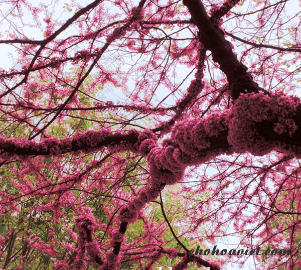 Khi thời tiết nắng nóng của mùa hè cần tưới nước thật đẫm 1 lần vào buổi sáng. Khi thời tiết mát mẻ, chỉ tưới khi thấy phần đất trong chậu bị khô hoặc vị trí đất xung quanh gốc cây bị khô.