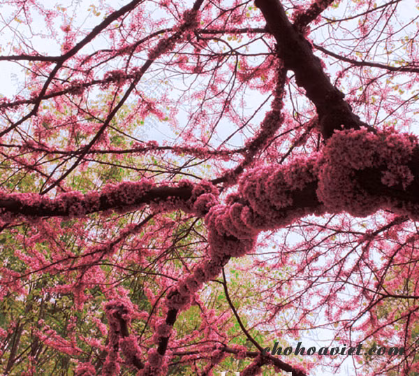 Khi thời tiết nắng nóng của mùa hè cần tưới nước thật đẫm 1 lần vào buổi sáng. Khi thời tiết mát mẻ, chỉ tưới khi thấy phần đất trong chậu bị khô hoặc vị trí đất xung quanh gốc cây bị khô.