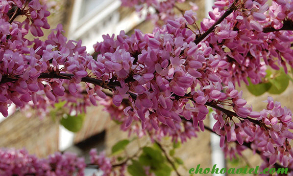 Có thể trồng cây hạnh phúc ở hiên nhà, cổng chính ra vào nhà hoặc công sở sẽ tạo nên sự sang trọng và phúc lộc cho ngôi nhà, trụ sở.