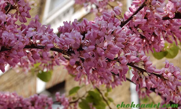 Có thể trồng cây hạnh phúc ở hiên nhà, cổng chính ra vào nhà hoặc công sở sẽ tạo nên sự sang trọng và phúc lộc cho ngôi nhà, trụ sở.