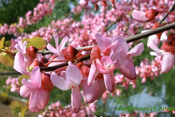 Cây hạnh phúc có thể trồng quanh năm nhưng vì đây là giống cây ưa ẩm nên trồng thích hợp nhất vào mùa mưa. Cây thích hợp trồng trên đất phèn, thoát nước tốt, không chịu úng, đất nhiều mùn, giàu dinh dưỡng.