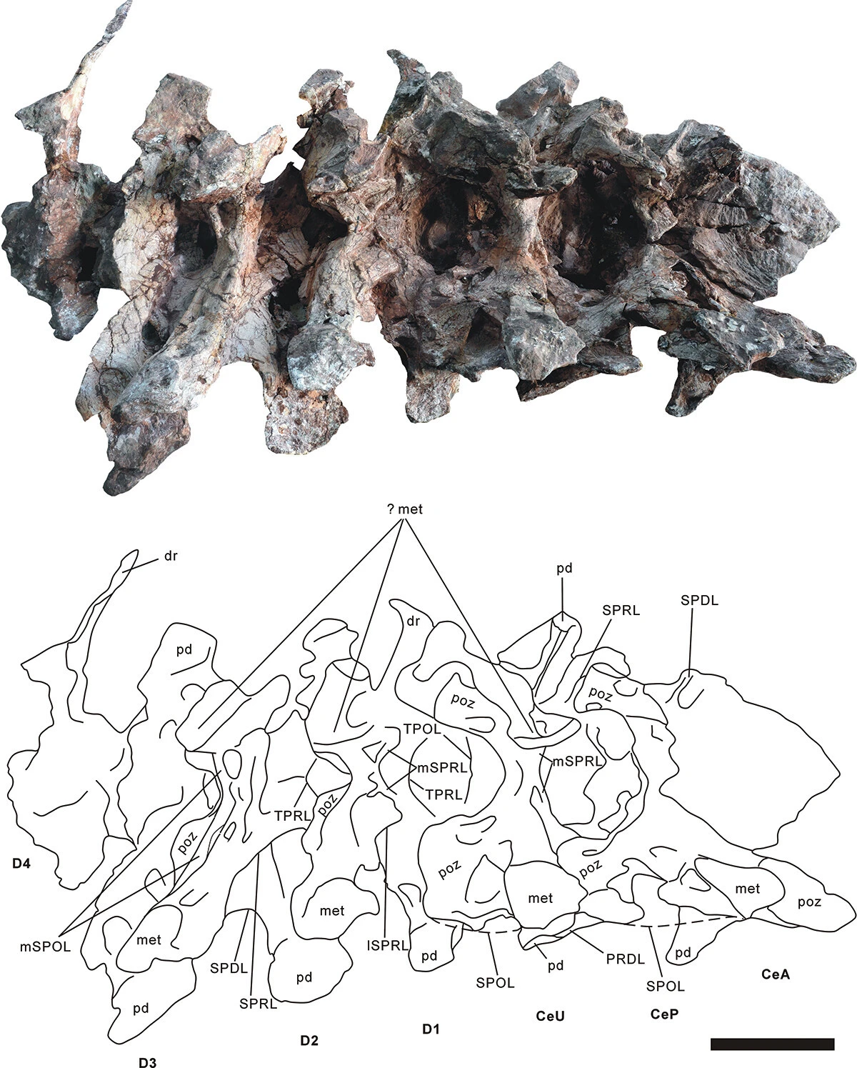 Một trong những mẫu hóa thạch của thằn lằn hộ pháp.