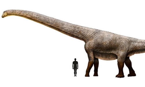 Thằn lằn hộ pháp là loài khủng long ăn cỏ sống cách đây khoảng 67 triệu năm. Kích thước thằn lằn hộ pháp so với con người. Đồ họa: ABC.