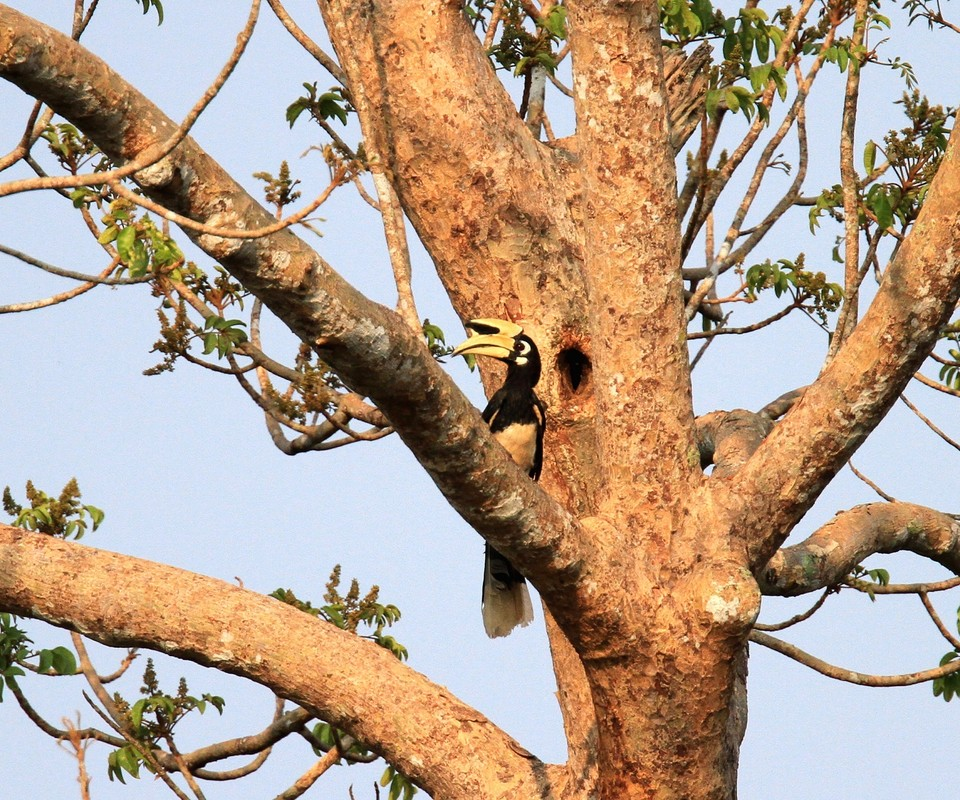 Trước khi rời đi kiếm ăn, chim trống thường dùng đất trám tổ lại, chỉ chừa lại 1 lỗ nhỏ để đút thức ăn vào và chim mái ở trong bài tiết ra.