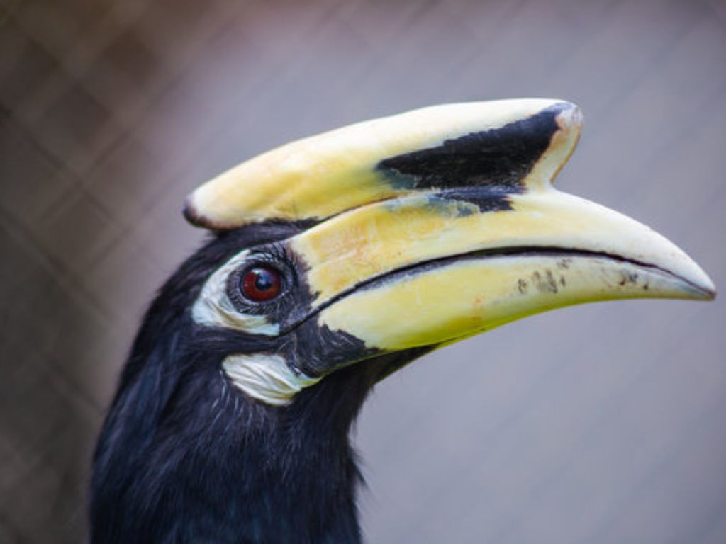 Cao cát bụng trắng là một trong số ít những loài chim có lông mi (Eyelashes).