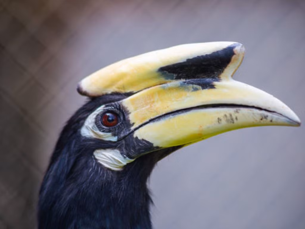 Cao cát bụng trắng là một trong số ít những loài chim có lông mi (Eyelashes).