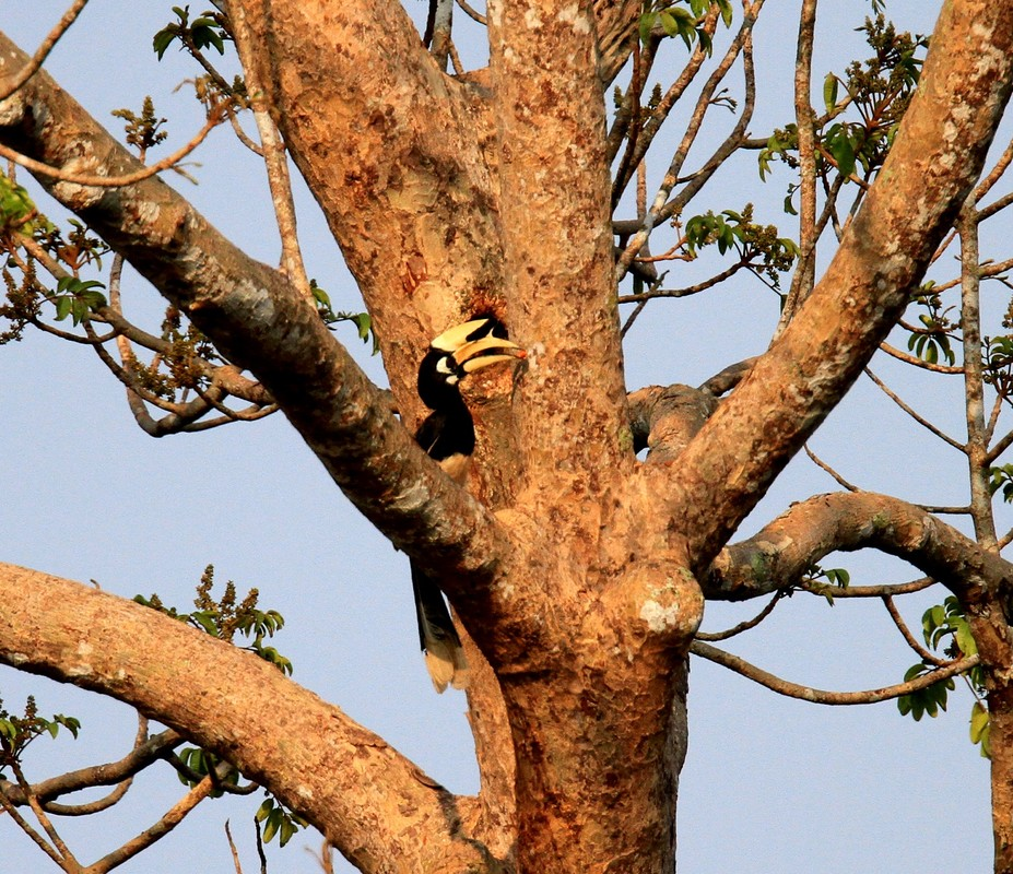 Chim cao cát khi đẻ thường tìm bọng cây mục để đục lỗ làm tổ. Sau khi con mái đẻ từ 2 - 3 trứng sẽ ra bắt đầu ấp, còn chim trống bay đi kiếm ăn.