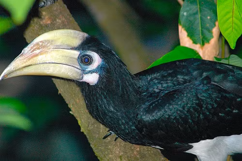 Hình thái của chúng rất cầu kì và đặc biệt có một phần đắp thêm phía trên mỏ của chúng gọi là mỏ sừng. Ảnh: Wiki.