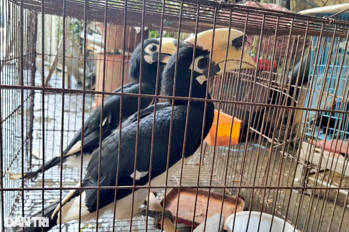Vào tháng 10/2022, Chi cục Kiểm lâm TPHCM cũng đã tiếp nhận 2 con chim cao cát bụng trắng từ một cụ ông 72 tuổi. Sau khi nuôi 2 con chim mua từ người dân, ông biết đây là loài chim cao cát bụng trắng thuộc danh mục động vật rừng nguy cấp quý hiếm nên bàn giao lại. Ảnh: Dân Trí.