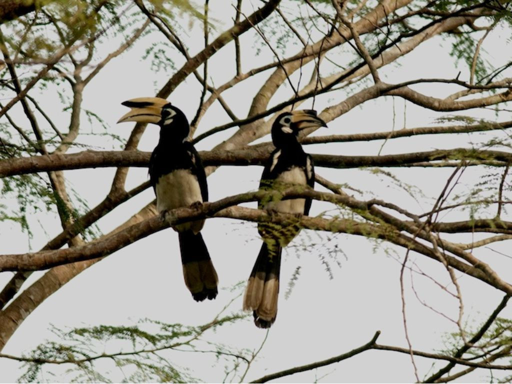 Cao Cát bụng trắng (Oriental Pied Hornbill) có danh pháp khoa học là Anthracoceros albirostris thuộc Họ Hồng Hoàng (Bucerotidae) trong Bộ Sả (Coraciiformes).
