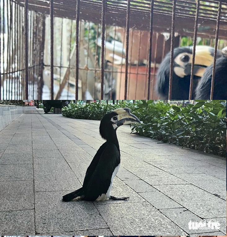 Ngày 6/4, một kiến trúc sư khi đang đi dạo trên vỉa hè ở quận 1 (TP.HCM) thì phát hiện một con chim lạ lơ ngơ đứng trong tình trạng không bay được liền bắt rồi đem đến Thảo cầm viên Sài Gòn. Tiếp nhận, kiểm lâm xác định đây là chim cao cát bụng trắng, là loài chim quý có trong Sách Đỏ Việt Nam. Ảnh: Tuổi Trẻ.