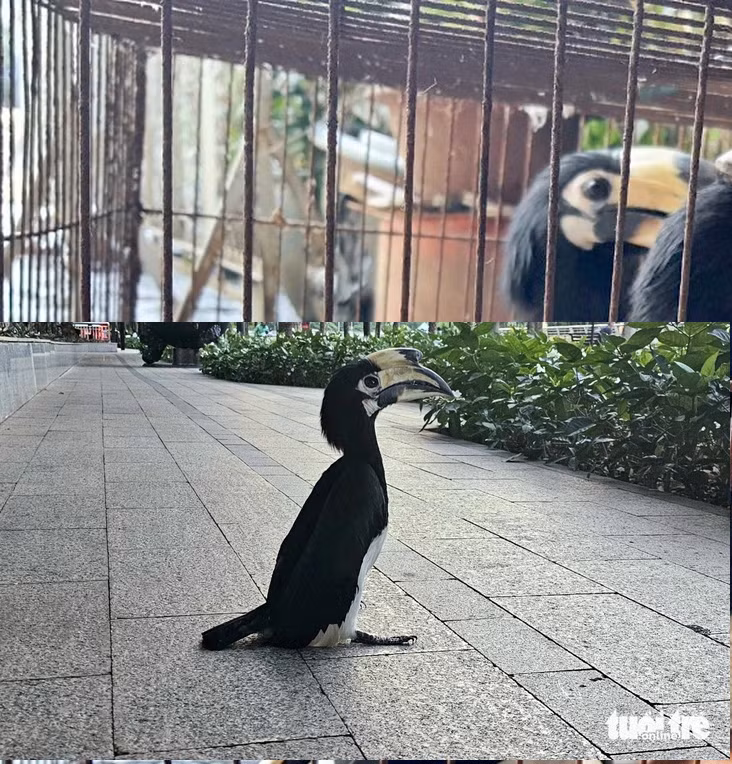 Ngày 6/4, một kiến trúc sư khi đang đi dạo trên vỉa hè ở quận 1 (TP.HCM) thì phát hiện một con chim lạ lơ ngơ đứng trong tình trạng không bay được liền bắt rồi đem đến Thảo cầm viên Sài Gòn. Tiếp nhận, kiểm lâm xác định đây là chim cao cát bụng trắng, là loài chim quý có trong Sách Đỏ Việt Nam. Ảnh: Tuổi Trẻ.