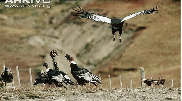 Thần ưng Andes phân bố trong dãy Andes, Nam Mỹ, trong đó có các nước như Bolivia, Chile, Colombia và Ecuador. Vì vậy, chúng được chọn làm loài chim biểu tượng của các nước này.