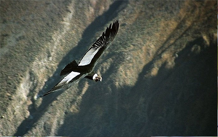 Thời gian còn lại, chúng tránh vỗ cánh nhờ tận dụng tối đa gió và các luồng không khí.