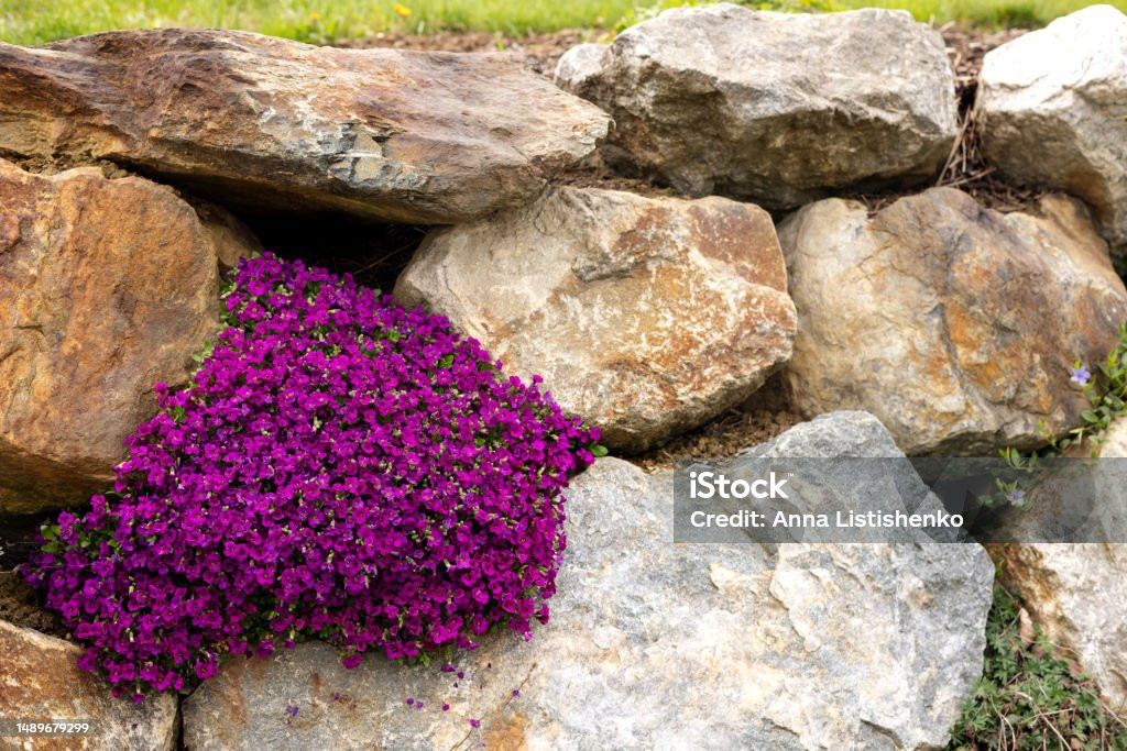 Khi thoát ra khỏi lớp nang, hạt giống của cây la bàn sẽ chu du vào cuộc sống hoang dã của Bắc cực, tiếp tục cuộc sống kỳ diệu của "tổ tiên" mình.