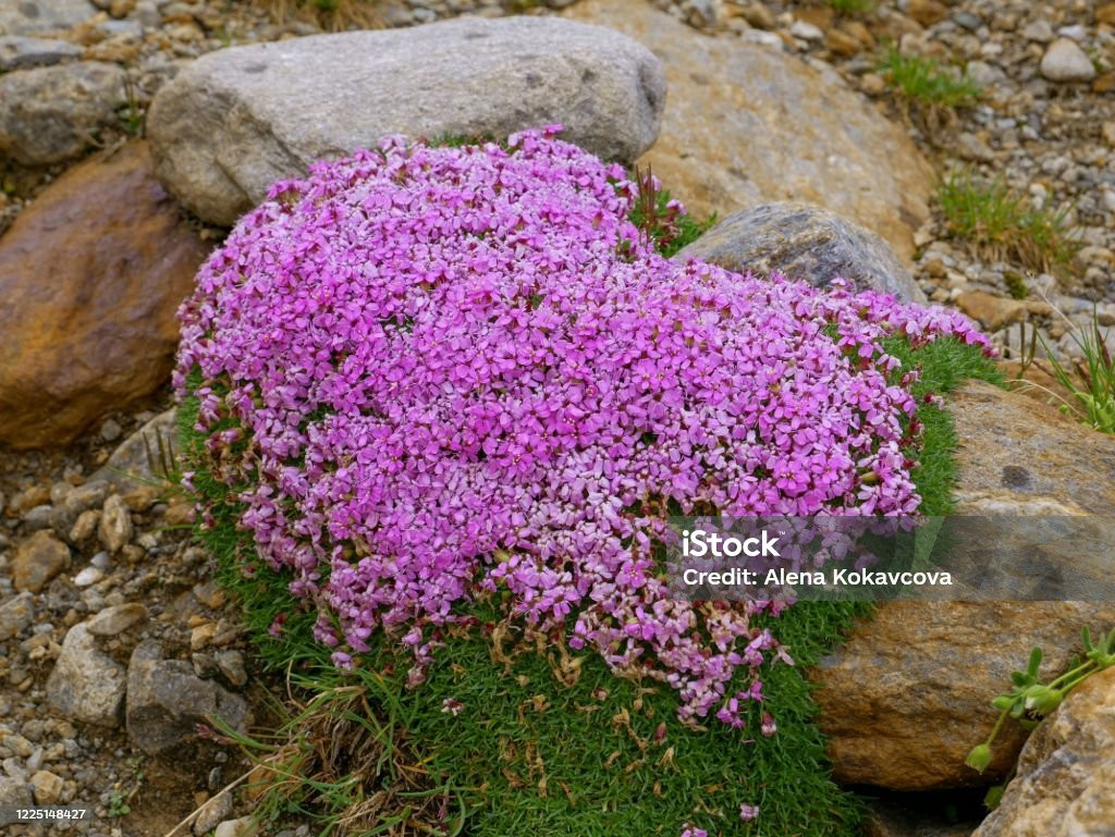 Vì đặc tính nở hoa từ nam đến bắc như vậy, nhiều nhà thám hiểm cổ đại đã sử dụng cây la bàn để xác định phương hướng, và đó cũng là lí do loài cây này có tên là cây la bàn.