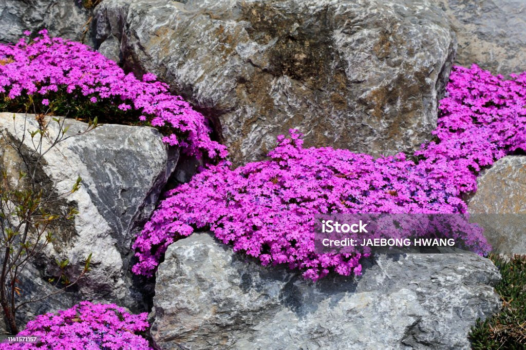 Tại vùng cực, mùa phát triển của cây cối vô cùng ngắn. Tuy nhiên, những loài cây la bàn có khả năng sống đến 300 tuổi.