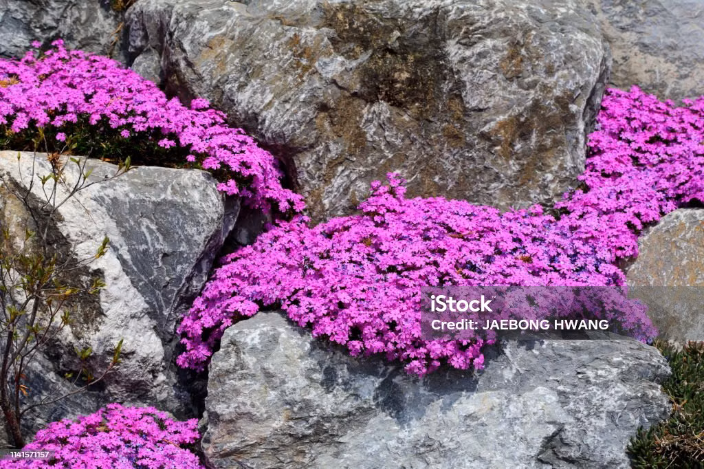 Tại vùng cực, mùa phát triển của cây cối vô cùng ngắn. Tuy nhiên, những loài cây la bàn có khả năng sống đến 300 tuổi.