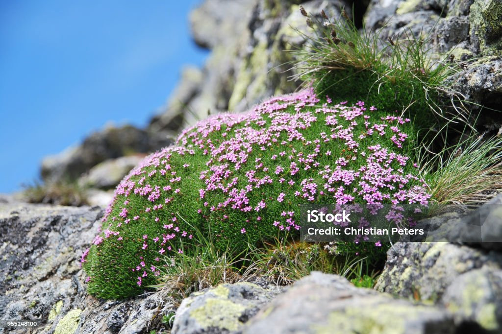 Cây có hình dạng và khung cây khá đặc biệt để đương đầu với những cơn gió chết người, cái giá lạnh khắc nghiệt và tình trạng thiếu dưỡng chất. Đó là mọc những chiếc vòm dày để giữ lại nhiệt lượng.