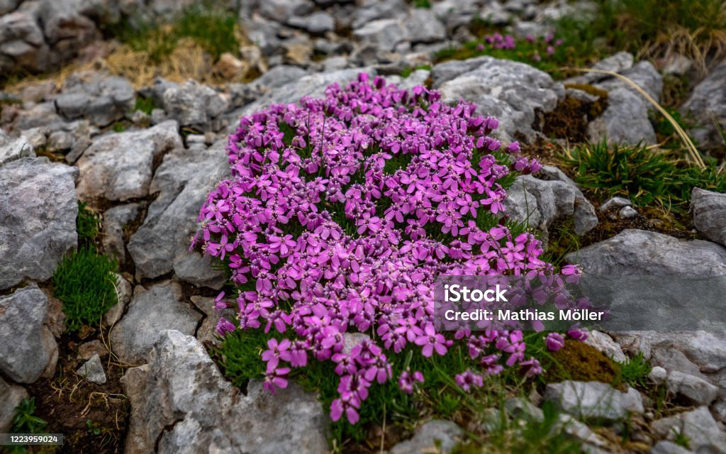 Trong hành trình vòng quanh đường chân trời, cường độ ánh sáng mặt trời sẽ thay đổi. Hình dạng mọc của cây la bàn không chỉ giúp chúng tăng nhiệt độ bên trong mà còn góp phần kéo dài thời gian hoa nở.