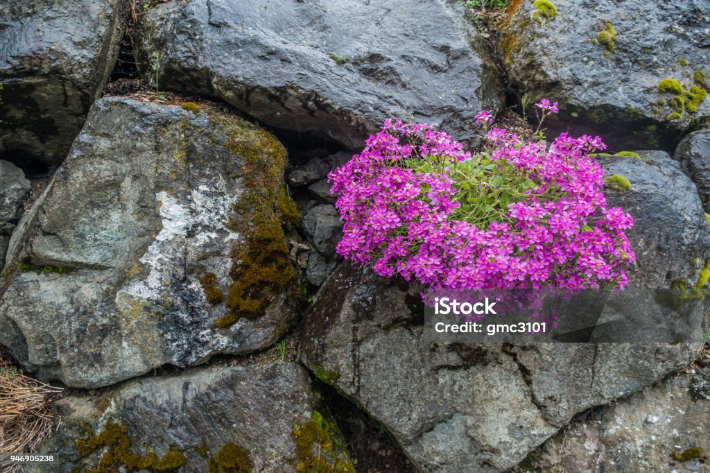 Nhiệm vụ duy trì "nòi giống" của cây la bàn đó là chỉ cần tạo ra một hạt giống để thay thế chính mình. Khi hoa tàn, nhiệt độ được bẫy lại bên trong mái vòm sẽ bảo bọc cho sự phát triển của hạt giống.