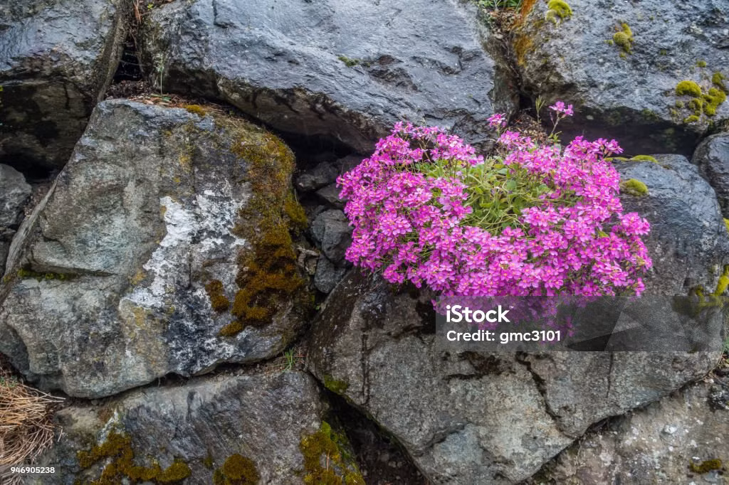 Nhiệm vụ duy trì "nòi giống" của cây la bàn đó là chỉ cần tạo ra một hạt giống để thay thế chính mình. Khi hoa tàn, nhiệt độ được bẫy lại bên trong mái vòm sẽ bảo bọc cho sự phát triển của hạt giống.