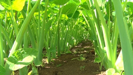 Cây dọc mùng có lá vươn cao hơn 1 mét, thường mọc ở nơi đất trũng và ẩm. Phần gốc rễ phình ra như dạng "củ".