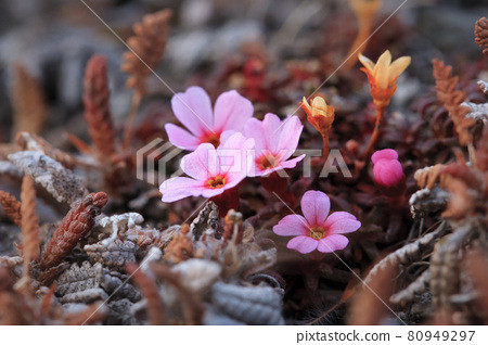 Ở một thế giới nơi một bông hoa có thể phải cần đến 3 thế kỉ để tạo ra “người kế nghiệp”, thì sự ngoan cường chính là thứ vũ khí bí mật của loài cây la bàn.