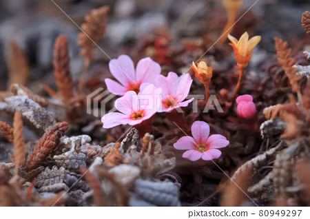 Ở một thế giới nơi một bông hoa có thể phải cần đến 3 thế kỉ để tạo ra “người kế nghiệp”, thì sự ngoan cường chính là thứ vũ khí bí mật của loài cây la bàn.