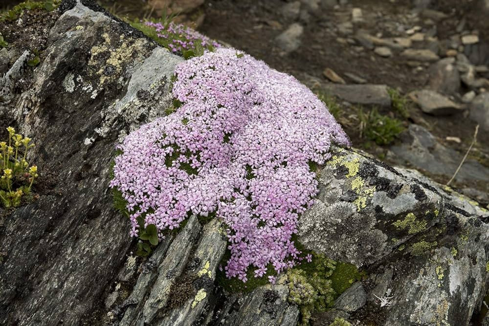 Điều này đồng nghĩa với việc một số cây la bàn mọc ở Svalbard ngày nay chỉ nhỉnh hơn giai đoạn cây con vào thời nước Anh còn nằm dưới sự trị vì của Vua George II đầu thế kỉ 18.